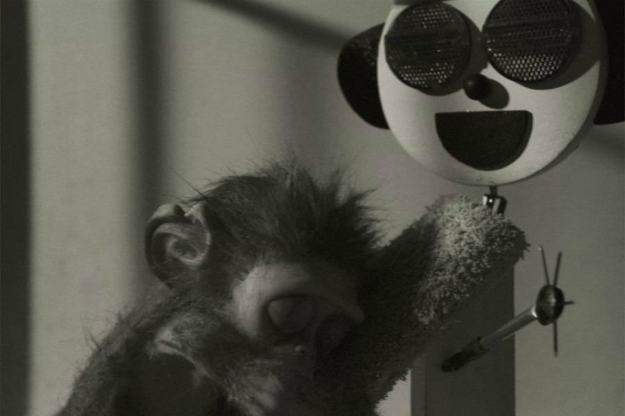 Monkey Love Experiments