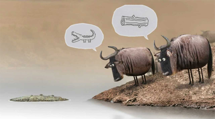 Wildebeest